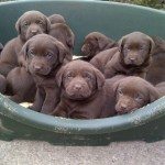 sample-puppies